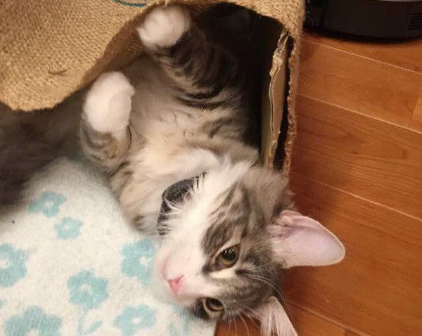 見つめる猫