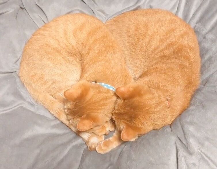 猫ちゃんの足(奇跡のハート)