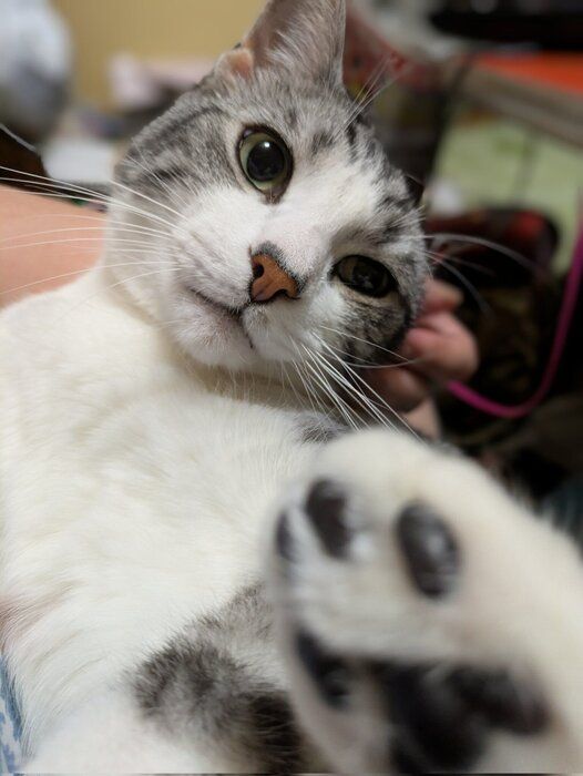 抱っこされているマンチカン