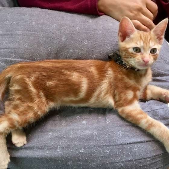 くつろぐ猫