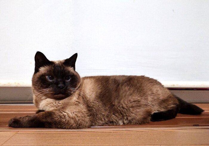 11才になったルシウスくん