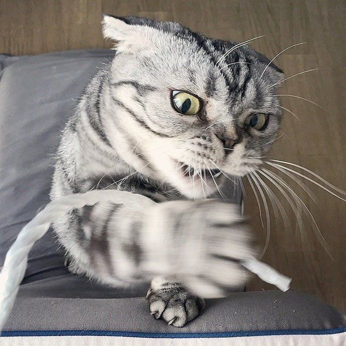 @tacos_cat