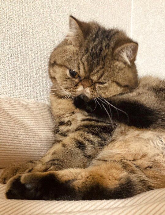 生後6カ月のエキゾチックショートヘア