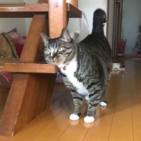 毎日ここでスリスリする場所、MIX