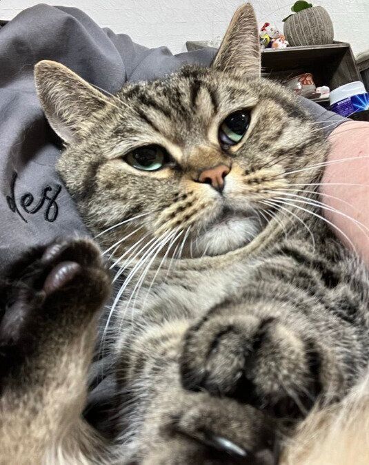 6才になったマンチカン