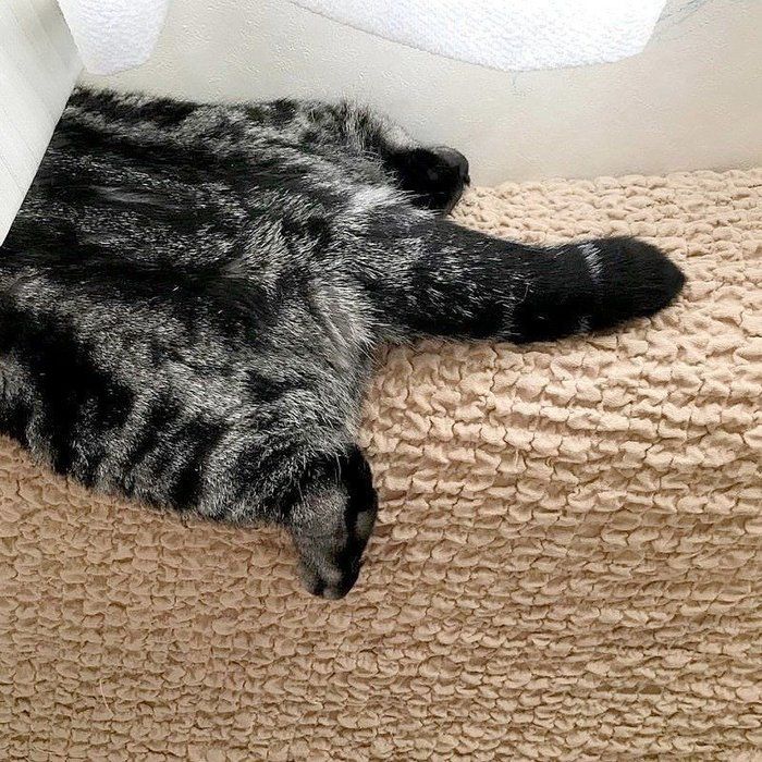 @tacos_cat