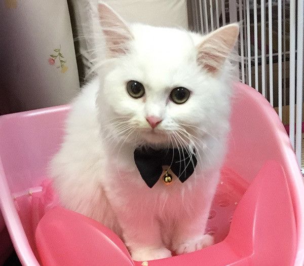 トイレする猫