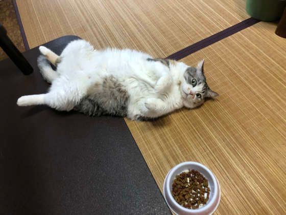 寝転がる猫
