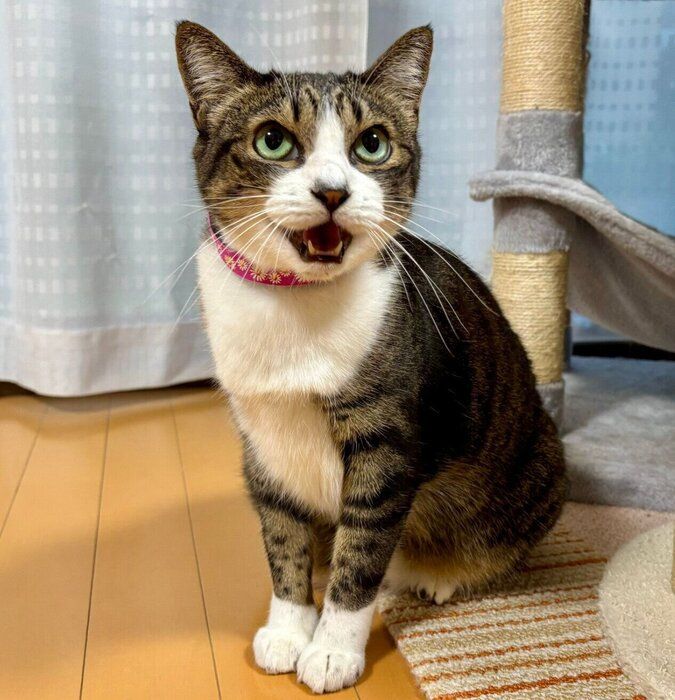 現在のハチミツちゃん