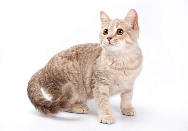 見つめる猫