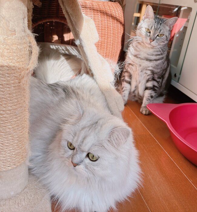 ペルシャとアメリカンショートヘア