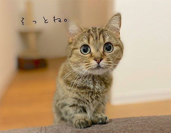 飼い主さんのところに来ようとするきなこちゃん