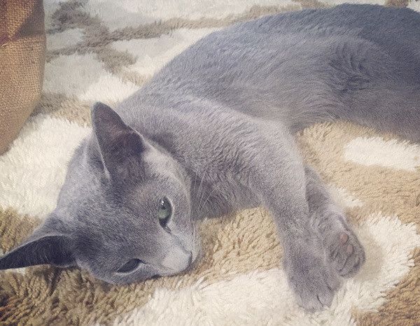 眠る猫