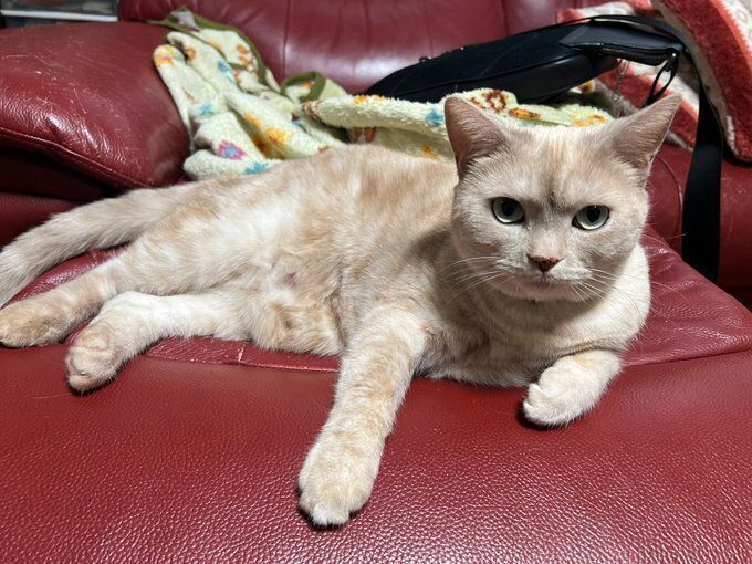 ソファでくつろぐアメリカンショートヘア