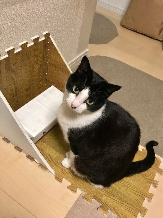 ごはん待ちする猫