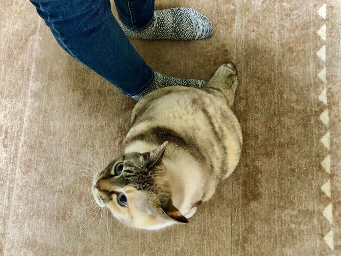 飼い主さんの足を少しだけ踏むすずちゃん