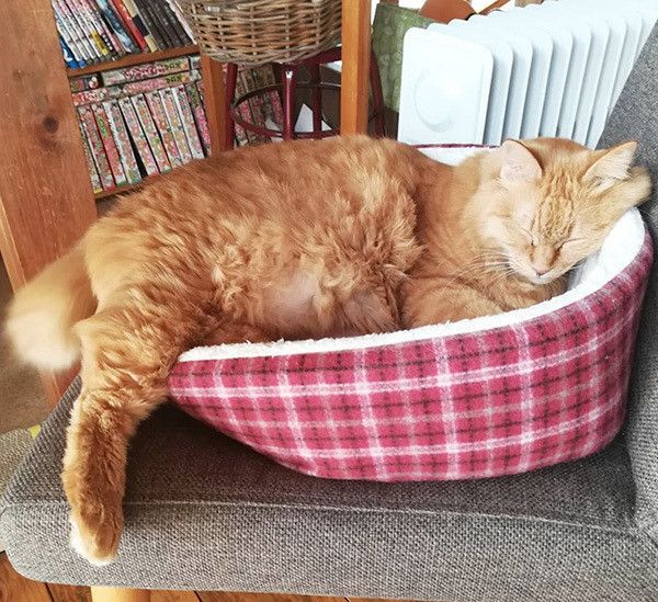 眠る猫