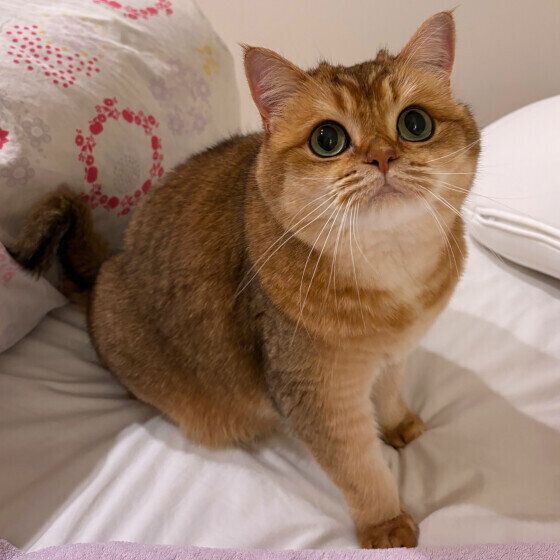 遊んでほしそうなブリティッシュショートヘア