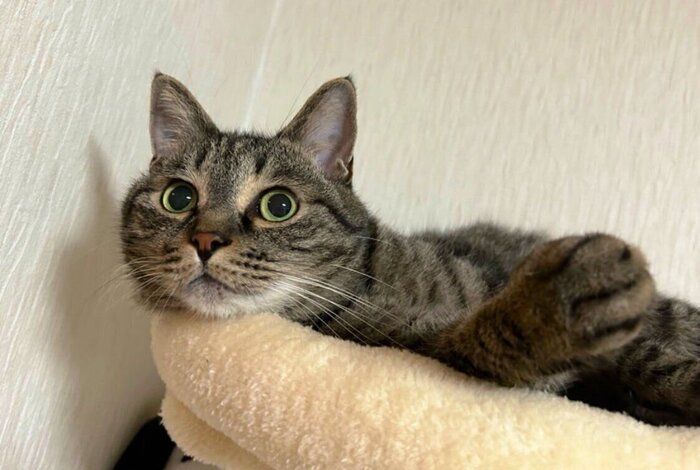 くつろいでいる猫