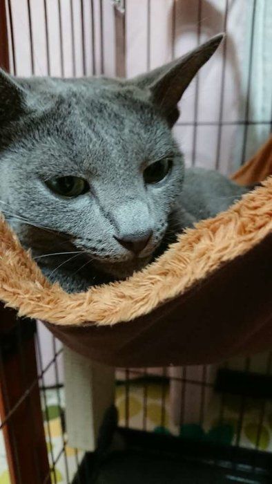 ハンモックに乗るロシアンブルー