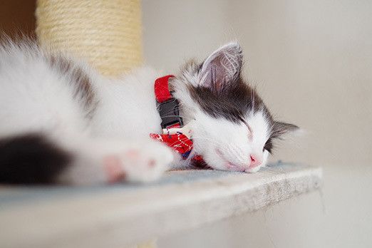 はじめまして!新連載「リュックと愉快な仲間たち。あ、あと響介」です