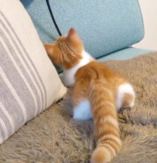 おしりがキュートな子猫時代のむぎちゃん