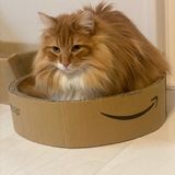 手作り ハンドメイドに関する記事一覧 ねこのきもちweb Magazine
