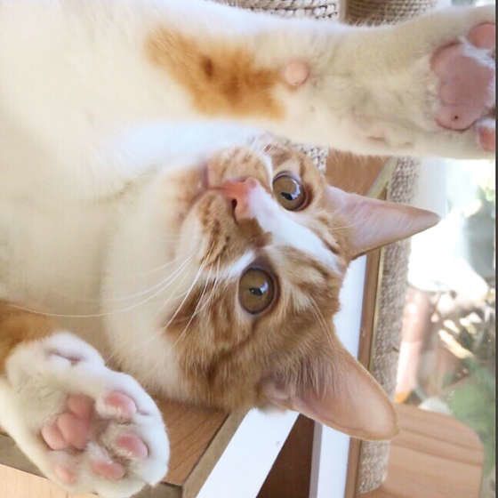 じゃれる猫