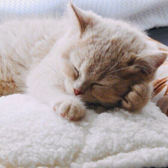 眠るスコティッシュフォールドの子猫