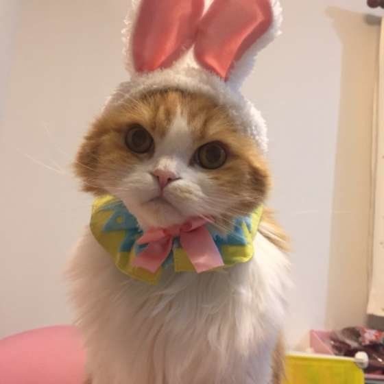 うさみみのかぶりもの