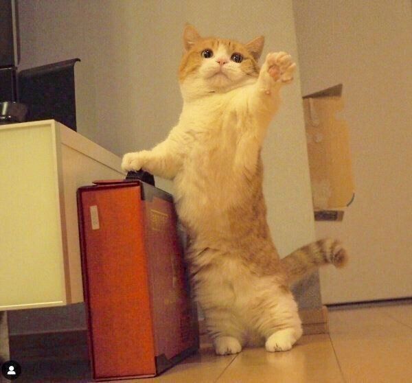 手をあげるきなこちゃん
