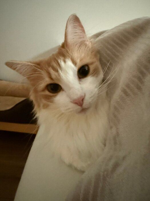 飼い主を見つめるノルウェージャンフォレストキャット