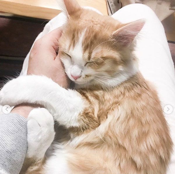のぶおちゃん