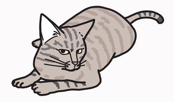 警戒する猫