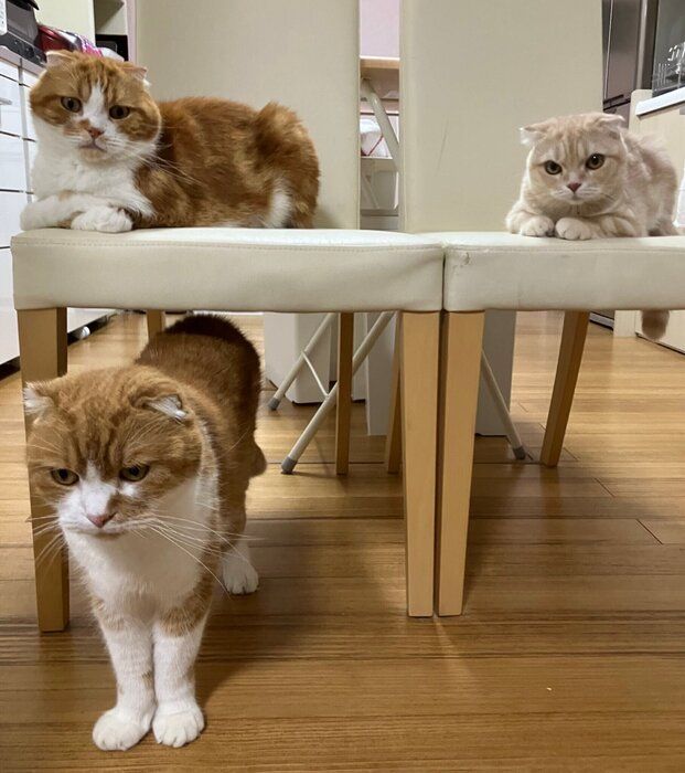 3匹のスコティッシュフォールド