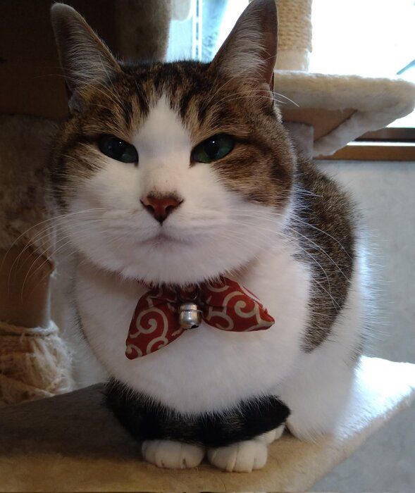 飼い主を見る12才の猫