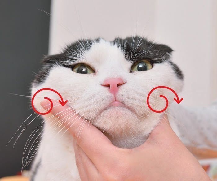 頬のマッサージをされる猫
