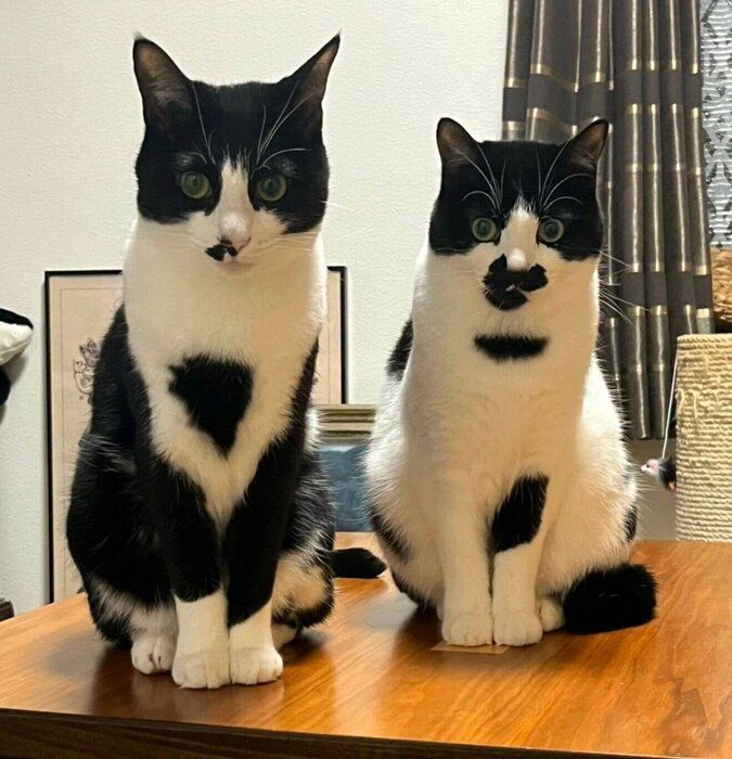 見つめるダダくん、ミアちゃん