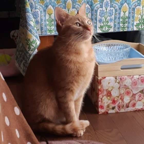 茶トラのロビンちゃん