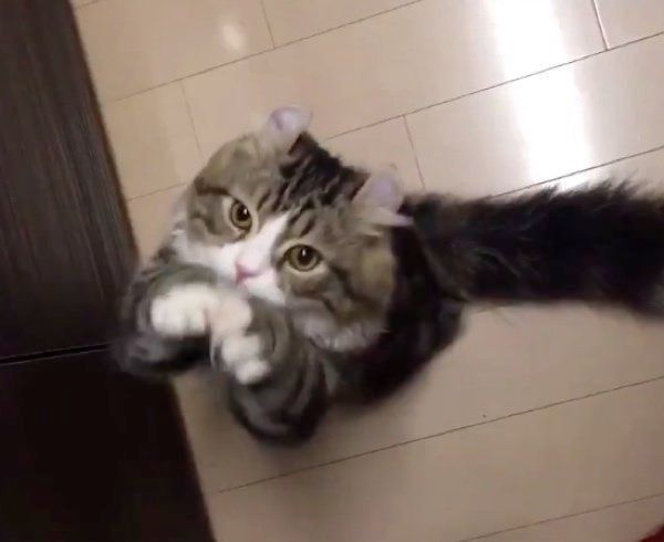 おねだりをするみつばくん