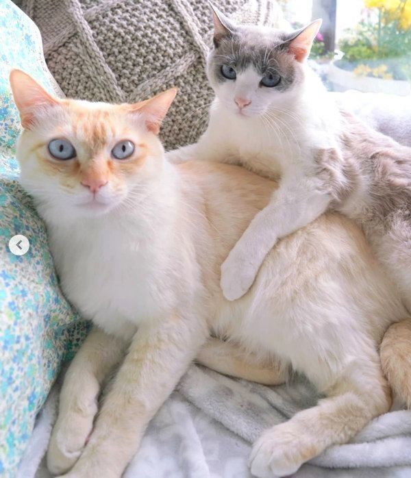 寄り添う猫