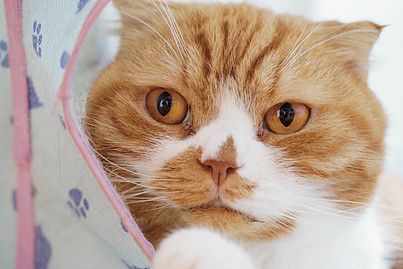 東京 多摩 猫カフェ たまねこ