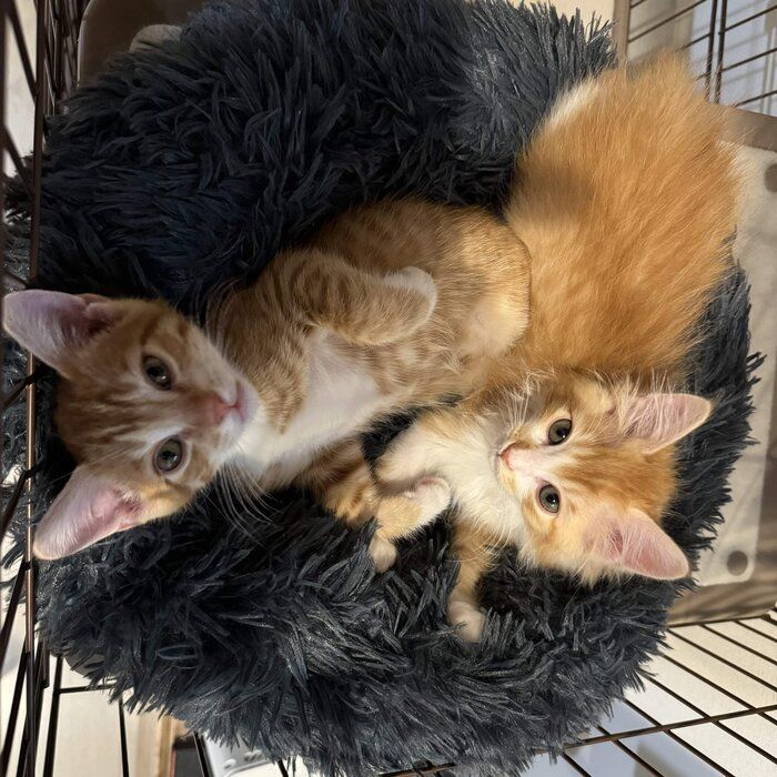 まったりとした子猫時代の2匹の様子 見ているだけで癒やされる