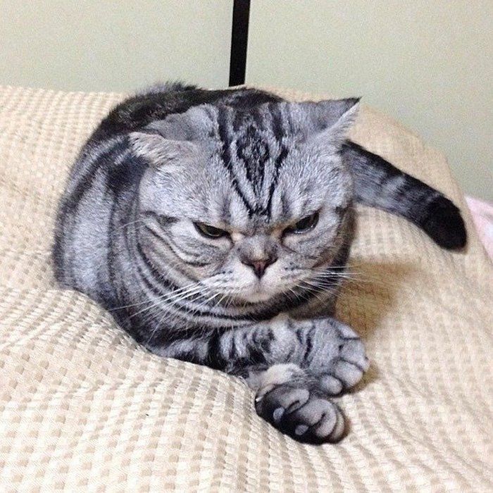 @tacos_cat
