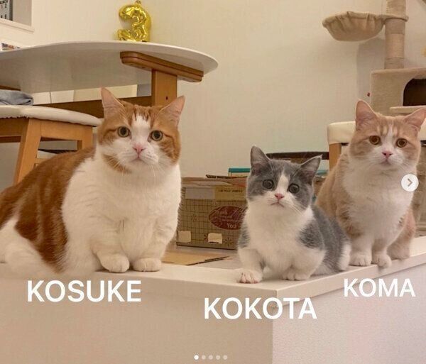ごはんを待つコスケくん、コマちゃん、ココタくん