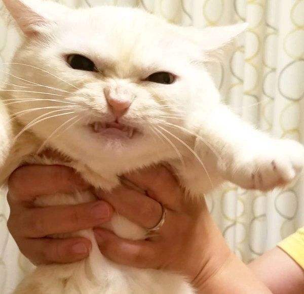 怒った顔をするマンチカン