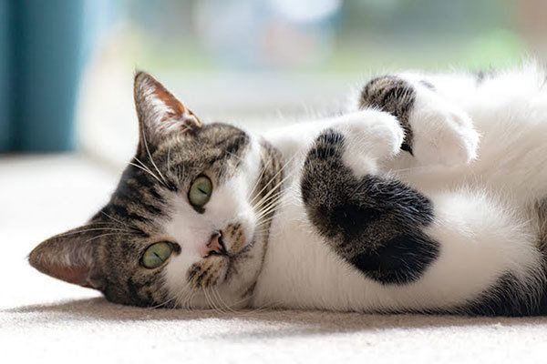 見つめる猫