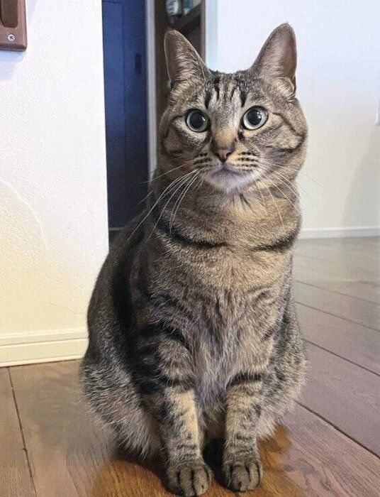 座っている3才の猫