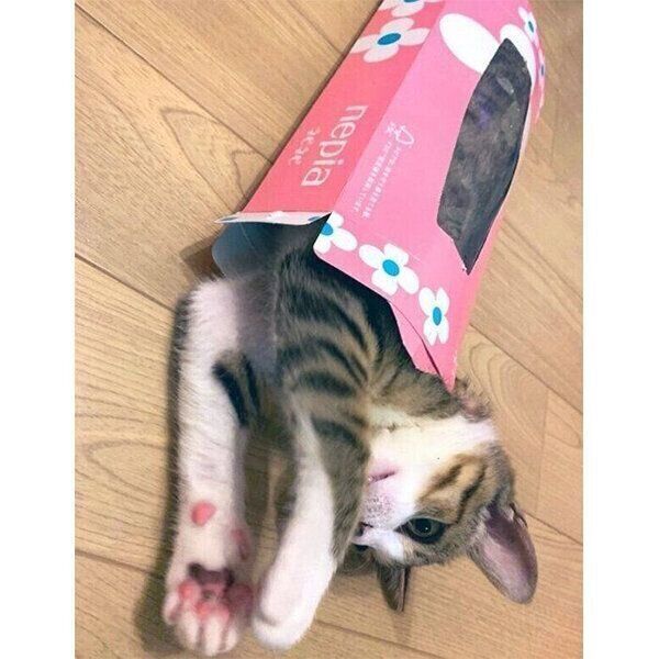 生後2カ月の頃のあめくん