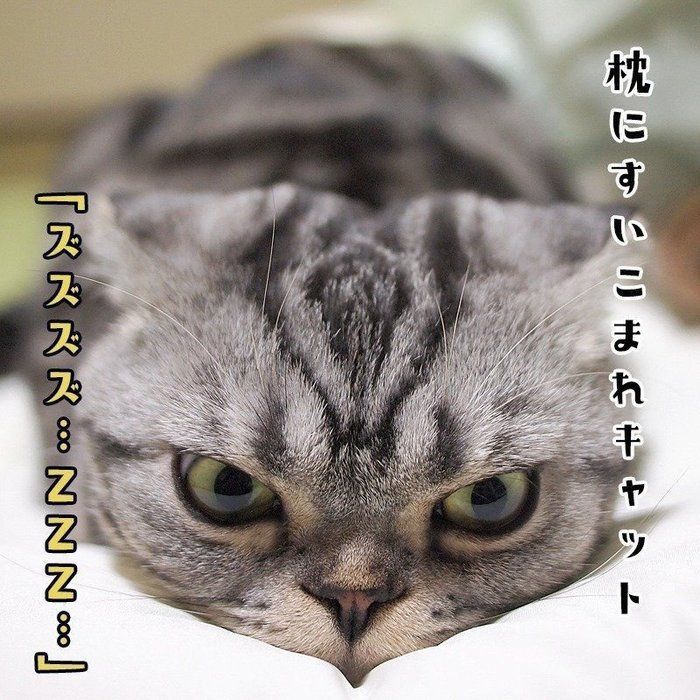 @tacos_cat
